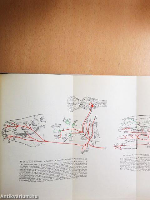 Háziállatok boncolása