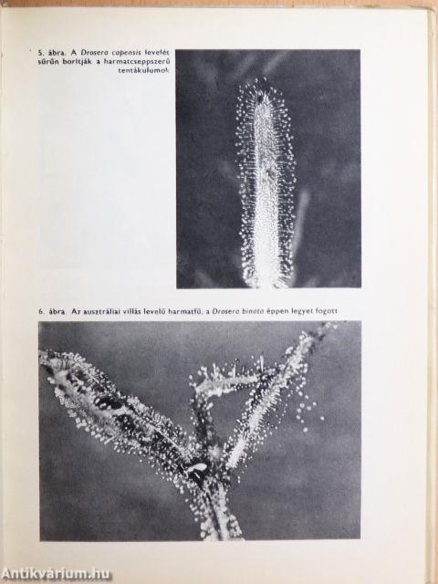 A növényvilág csodái