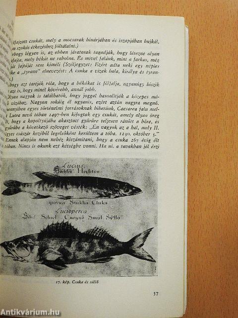 Bél Mátyás élete és munkássága