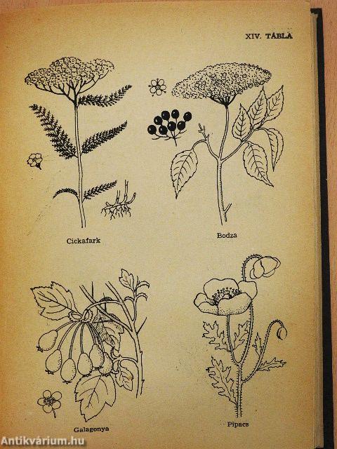 Gyógyító természet