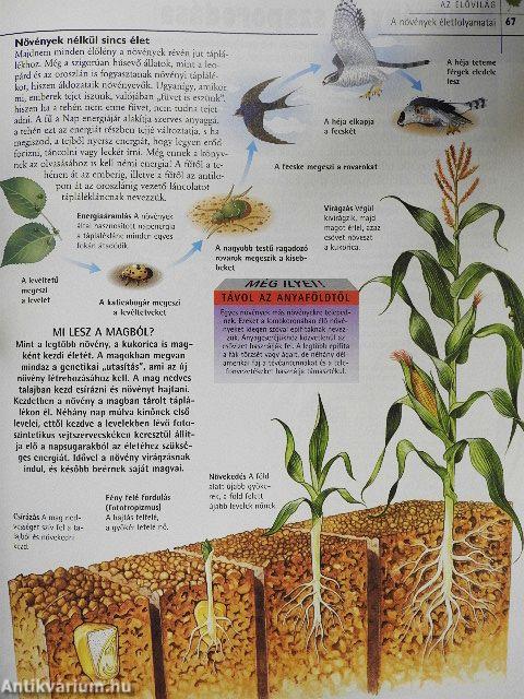 Ámulatba ejtő valóság