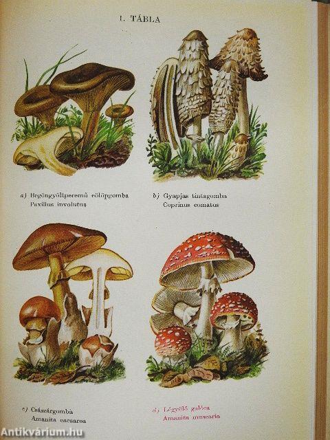 Növényhatározó I.