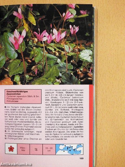 Was blüht am Mittelmeer?