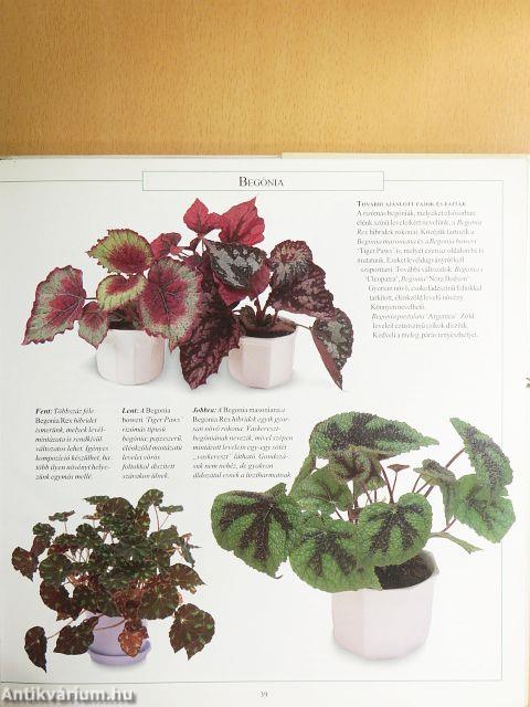 Egészséges szobanövények