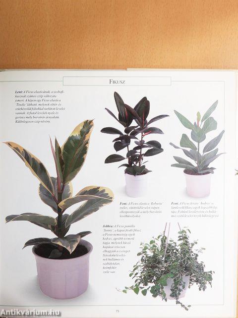 Egészséges szobanövények