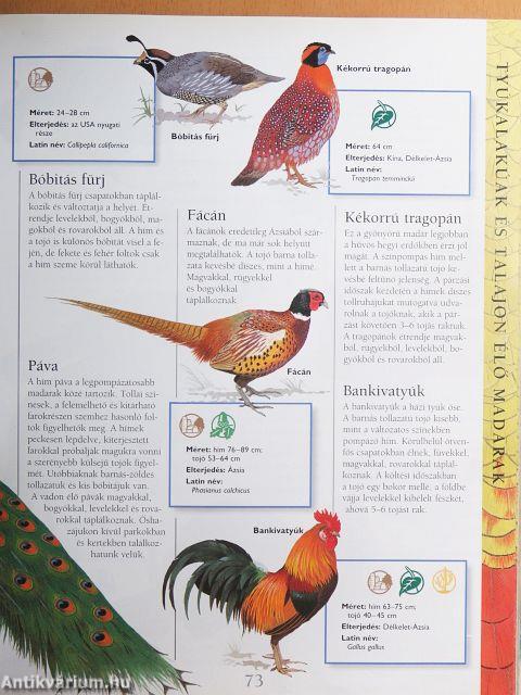 Állatvilág gyerekeknek