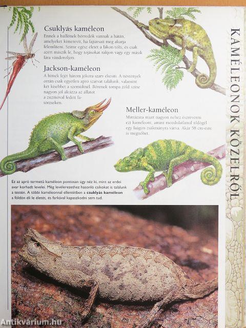 Állatvilág gyerekeknek