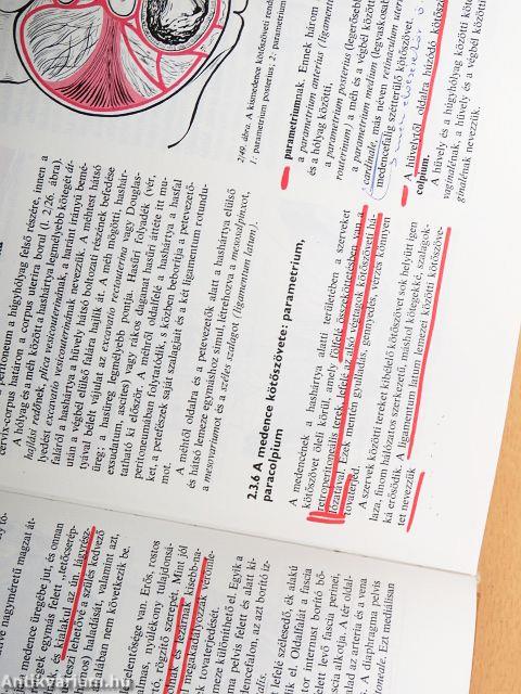 Szülészet-nőgyógyászat 1-3.