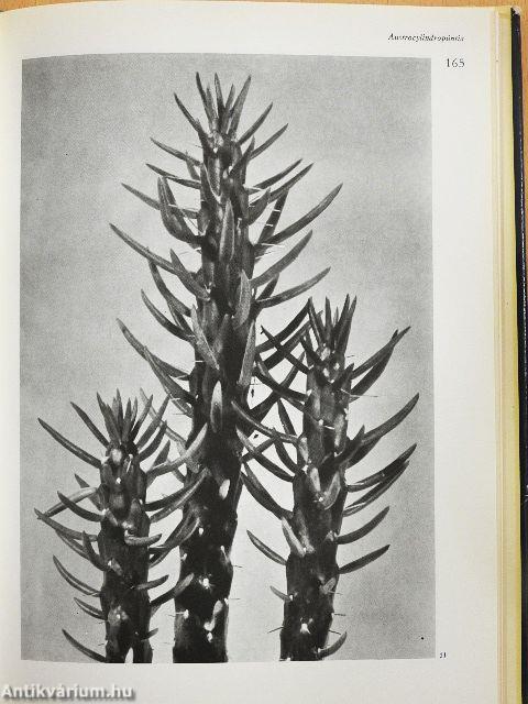 Kakteen und andere schöne Sukkulenten