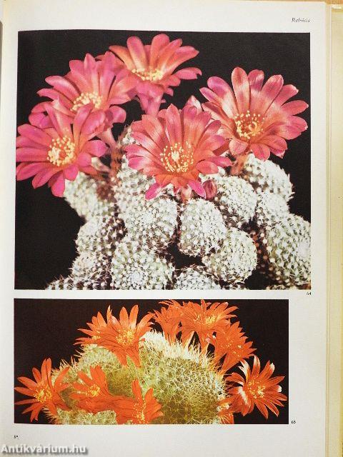 Kakteen und andere schöne Sukkulenten