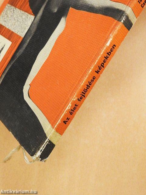 Az élet fejlődése képekben