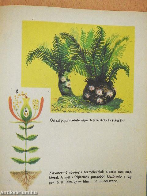 Az élet fejlődése képekben