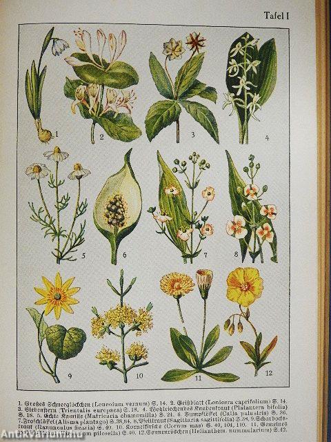 Was blüht denn da? (gótbetűs)