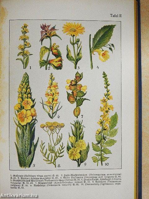 Was blüht denn da? (gótbetűs)