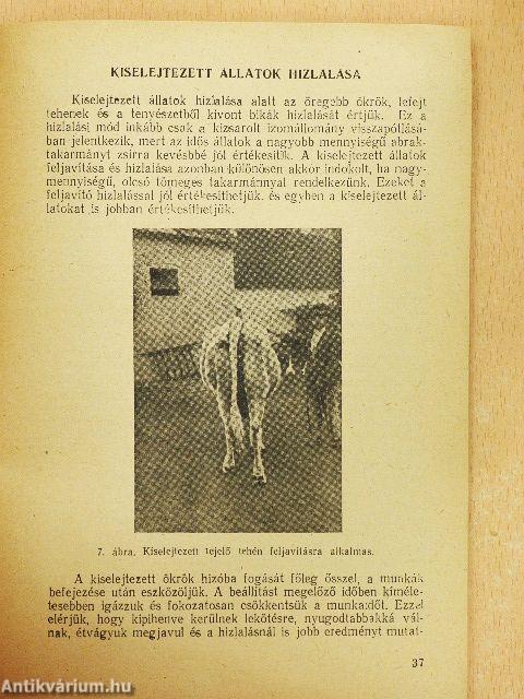 Szarvasmarhahizlalás