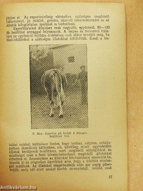 Szarvasmarhahizlalás