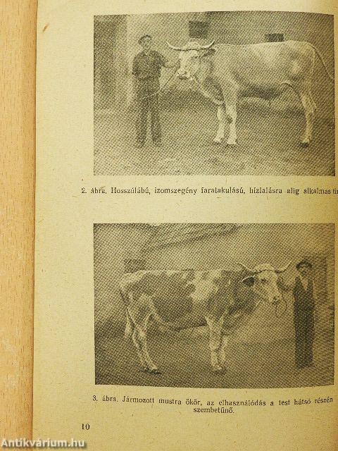 Szarvasmarhahizlalás