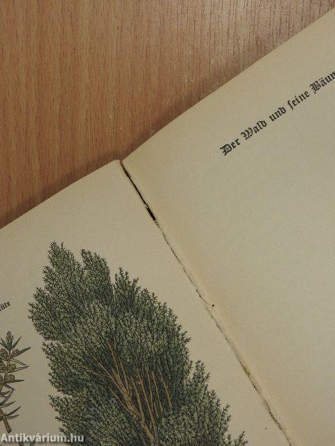 Das kleine Baumbuch (gótbetűs)