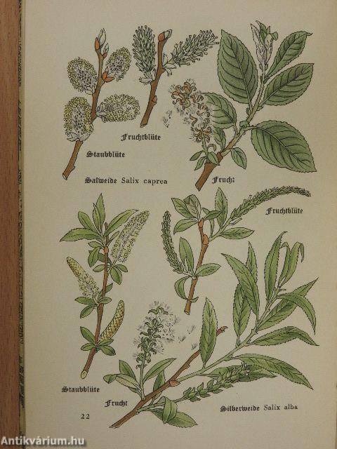 Das kleine Baumbuch (gótbetűs)