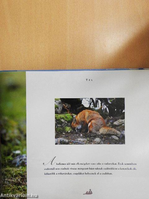 A róka és a gyerek