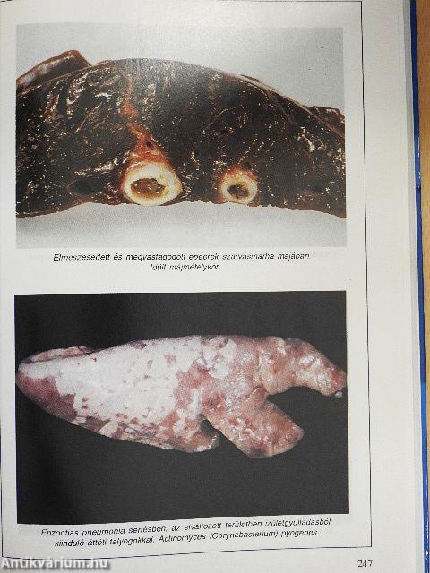 Élelmiszer-higiénia