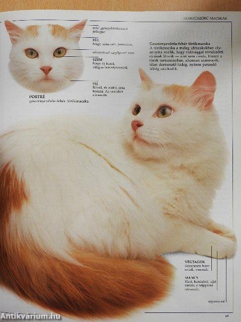 Arany macskakönyv