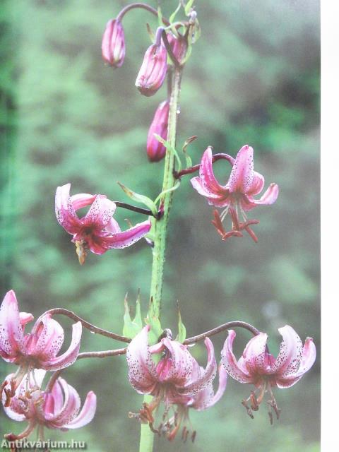 Világszép Gyilkos-tó (dedikált példány)