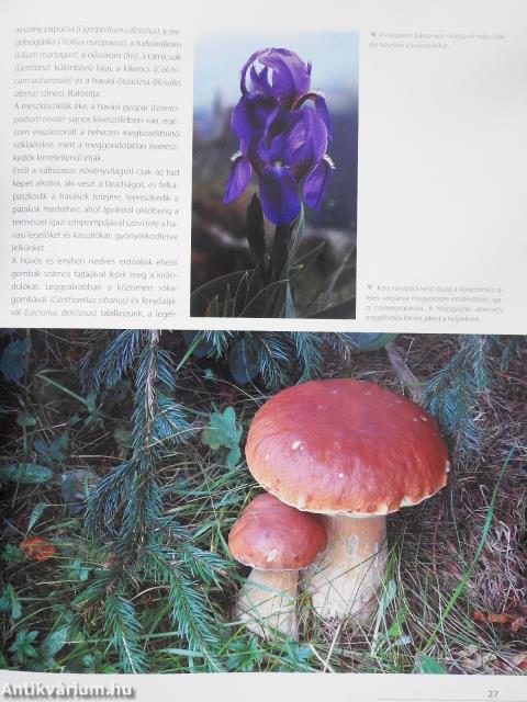 Világszép Gyilkos-tó (dedikált példány)