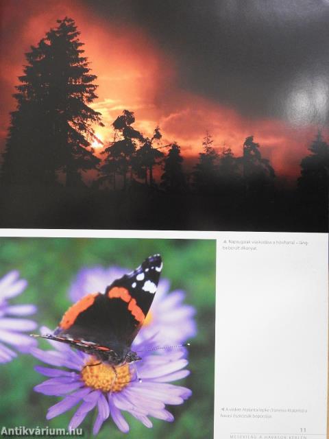 Világszép Gyilkos-tó (dedikált példány)