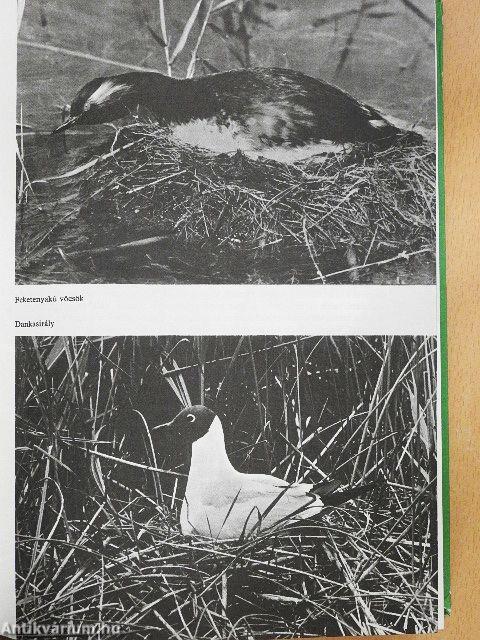 Fiúk Évkönyve 1972