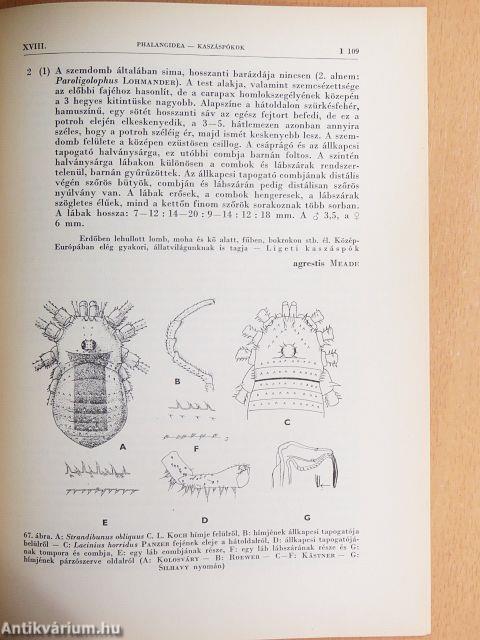Pókszabásúak I.