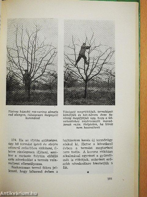 A gyümölcsfák metszése képekben