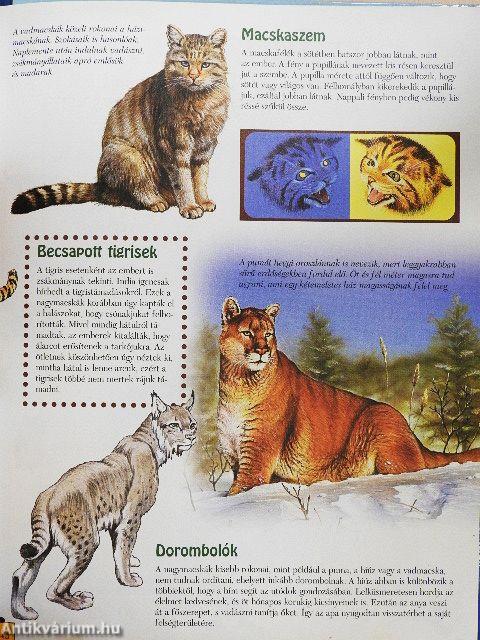 Csodálatos állatvilág