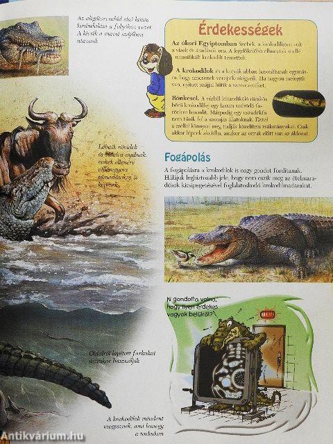 Csodálatos állatvilág