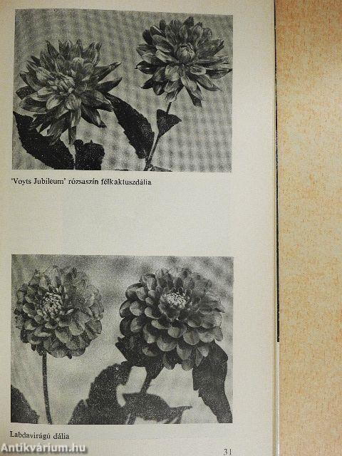 Gumós és gyöktörzses kerti virágok