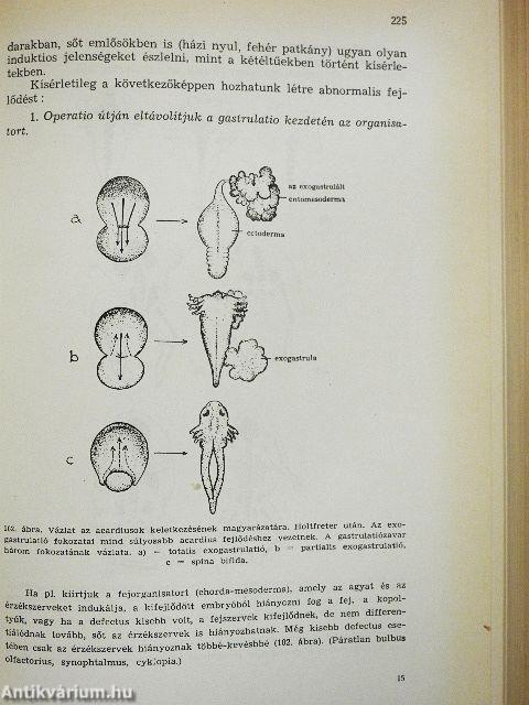 Az ember fejlődése