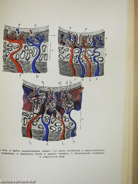 Az ember fejlődése
