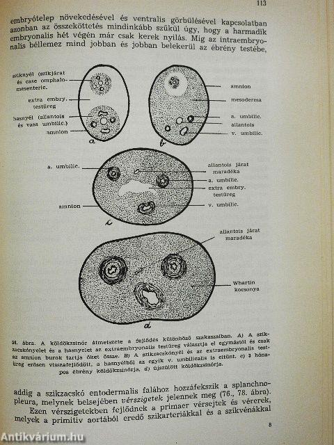 Az ember fejlődése