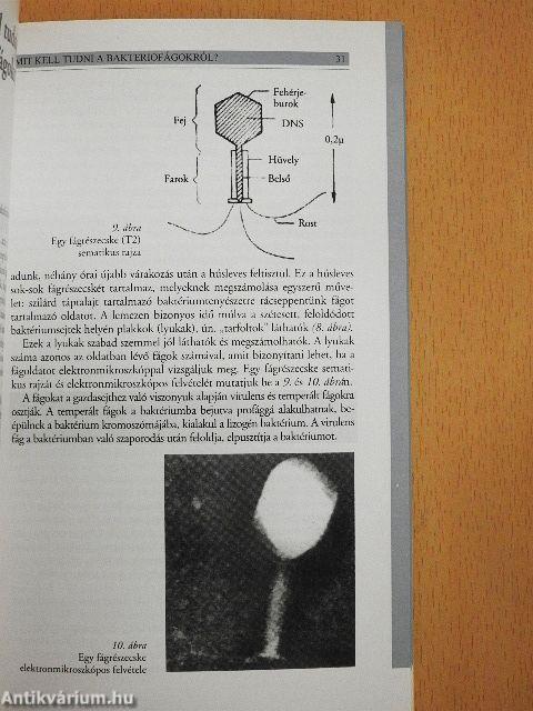 Hogyan támadnak a baktériumok