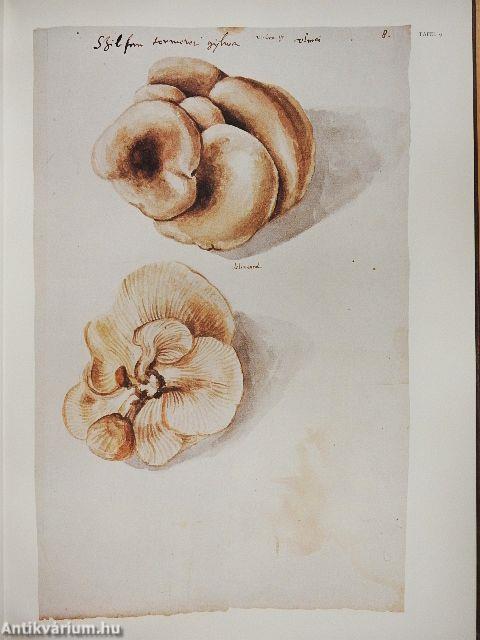 Fungorum in Pannoniis observatorum brevis historia et Codex Clusii
