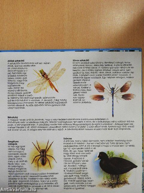 Folyók, tavak élővilága