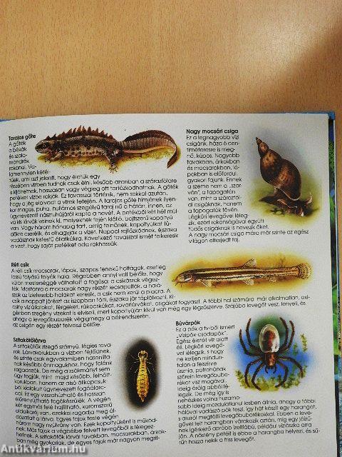 Folyók, tavak élővilága