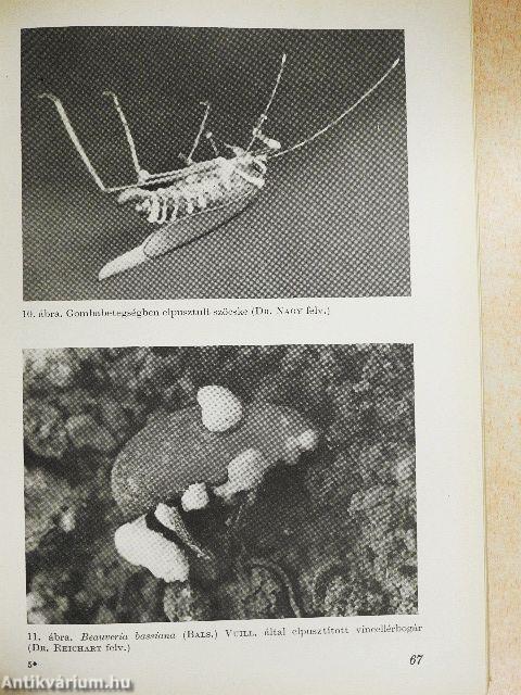 Biológiai védekezés a növények kártevői ellen