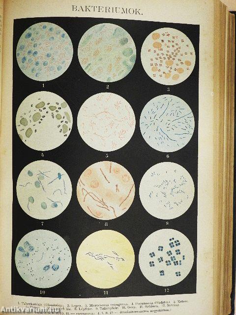 Az Athenaeum Kézi Lexikona I. (töredék)