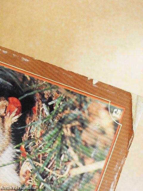 Hörcsögök, egerek, egyebek