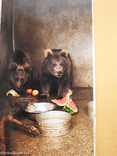 A medve-mentőakció