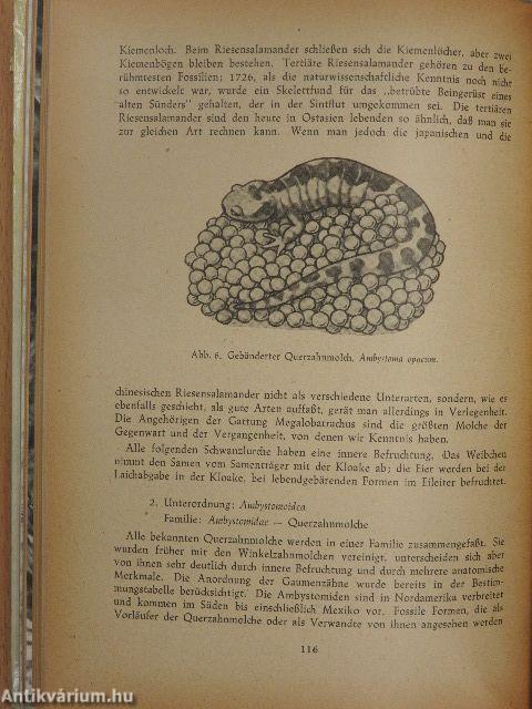 Aquarien und Terrarien Jahrbuch 1956