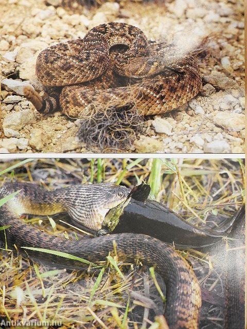 A világ legszebb állatai