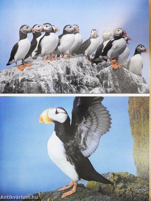 A világ legszebb állatai