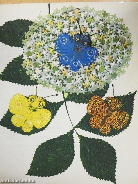 Jó reggelt, Aranyhajú